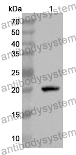 Anti-CLIC1 Polyclonal Antibody