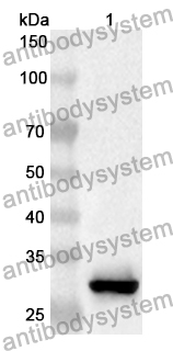 Anti-CDC7 Polyclonal Antibody