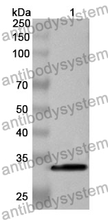 Anti-ARNTL Polyclonal Antibody