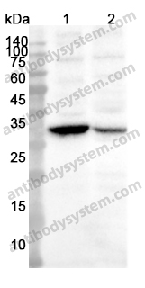 Anti-PDHX Polyclonal Antibody