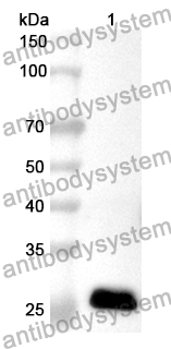 Anti-Human GFRA2 Polyclonal Antibody