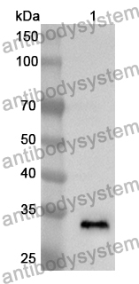 Anti-TRAF5 Polyclonal Antibody