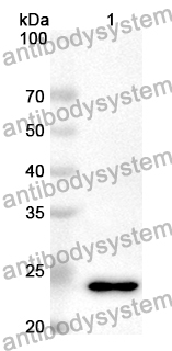 Anti-Human CD277/BTN3A1 Polyclonal Antibody