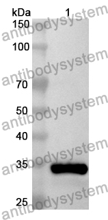 Anti-Human CLDN5 Polyclonal Antibody