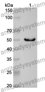 Anti-PES1 Polyclonal Antibody