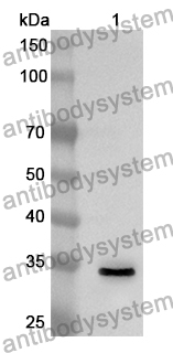 Anti-CCL22/MDC Polyclonal Antibody