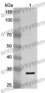 Anti-WNT10B Polyclonal Antibody