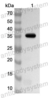 Anti-Human WNT7A Polyclonal Antibody