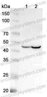 Anti-ISLR Polyclonal Antibody