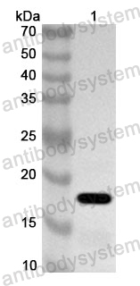 Anti-Human BHLHE40 Polyclonal Antibody