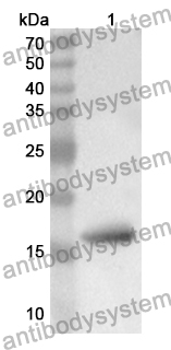 Anti-NDUFAB1 Polyclonal Antibody