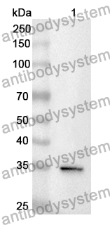 Anti-CXCL11/I-TAC Polyclonal Antibody