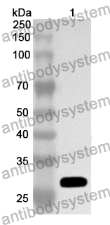 Anti-CD203c/ENPP3 Polyclonal Antibody