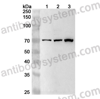 Anti-DVL1 Polyclonal Antibody