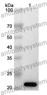 Anti-DVL2 Polyclonal Antibody