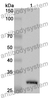 Anti-TOR1A Polyclonal Antibody