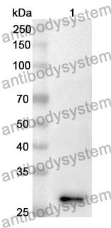 Anti-TOR1B Polyclonal Antibody