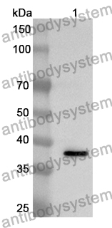 Anti-APAF1 Polyclonal Antibody