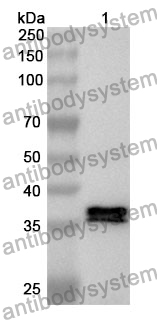 Anti-MAP2K7 Polyclonal Antibody