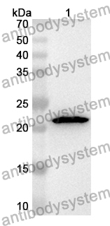 Anti-Human PRMT5 Polyclonal Antibody