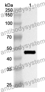 Anti-NDC80/HEC1 Polyclonal Antibody