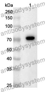 Anti-CD304/NRP1 Polyclonal Antibody