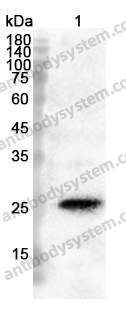 Anti-CD254/RANKL/TNFSF11 Polyclonal Antibody