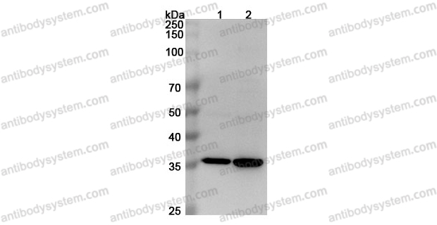 Anti-MSTN Polyclonal Antibody