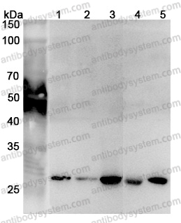 Anti-Human PSMA7 Polyclonal Antibody