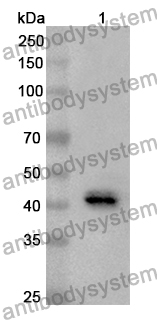 Anti-AIM2 Polyclonal Antibody