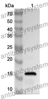 Anti-Human BACH1 Polyclonal Antibody