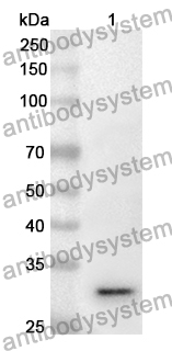 Anti-IRF6 Polyclonal Antibody