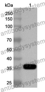 Anti-Human PPP1R12A Polyclonal Antibody