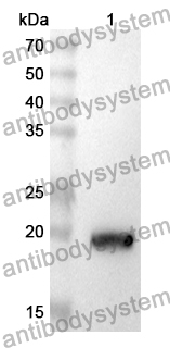 Anti-XPO1 Polyclonal Antibody