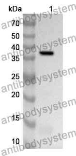 Anti-Human PER2 Polyclonal Antibody