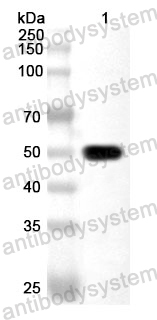 Anti-Human SMAD7 Polyclonal Antibody
