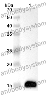 Anti-TBX3 Polyclonal Antibody