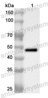 Anti-Human KPNA5 Polyclonal Antibody