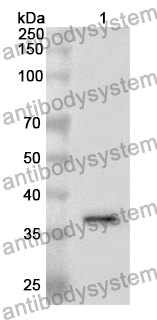 Anti-PLSCR1 Polyclonal Antibody