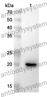 Anti-UBD Polyclonal Antibody