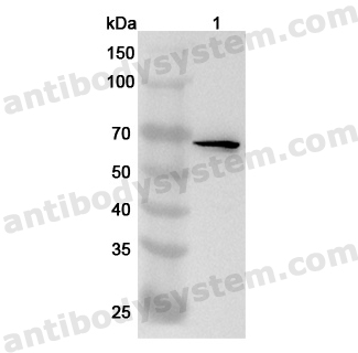 Anti-Human WDR46 Polyclonal Antibody