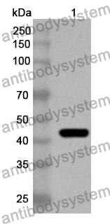 Anti-KMO Polyclonal Antibody