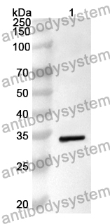 Anti-MAPK13 Polyclonal Antibody