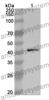 Anti-OGT Polyclonal Antibody