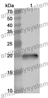 Anti-HMGB3 Polyclonal Antibody