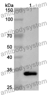 Anti-Human GPR37 Polyclonal Antibody