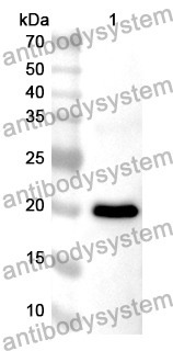 Anti-Human SOX12 Polyclonal Antibody