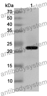 Anti-Human EIF3H Polyclonal Antibody