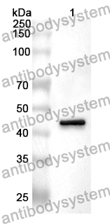 Anti-HDAC3 Polyclonal Antibody