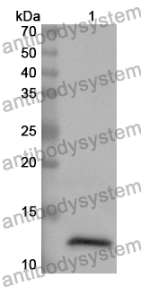 Anti-CD170/SIGLEC5 Polyclonal Antibody